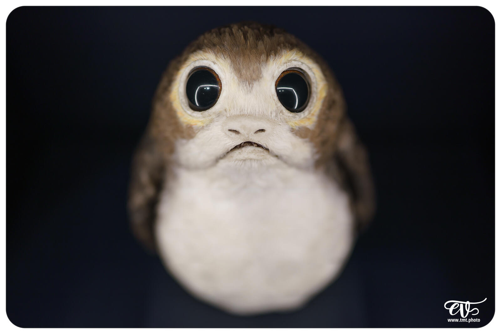 TMTPHOTO DISNEY100 075