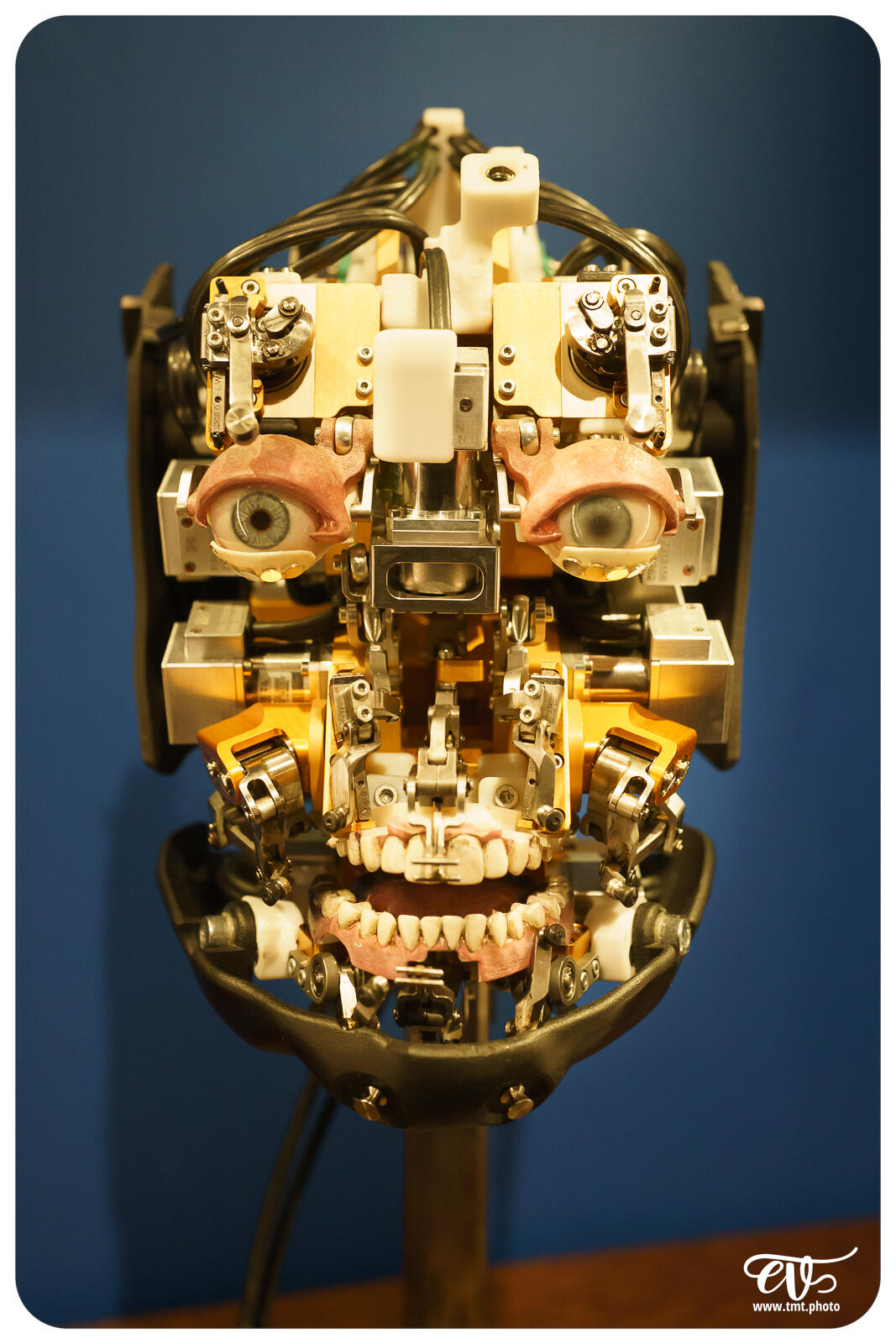 TMTPHOTO DISNEY100 120